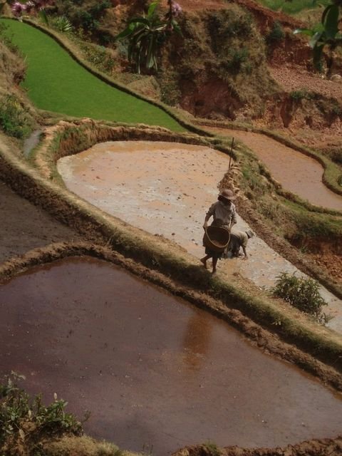 Rizières en terrasses étagées sur un versant
