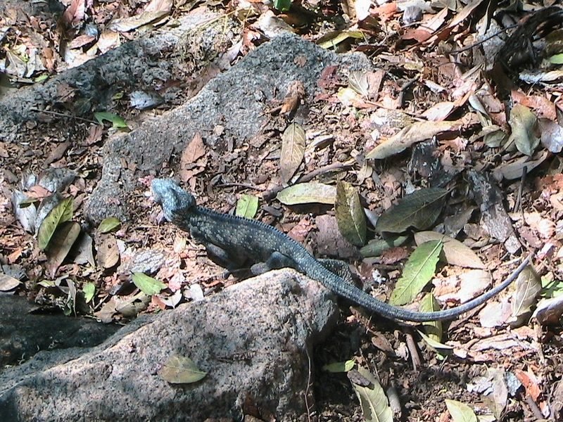 Un caméléon sur des feuilles mortes