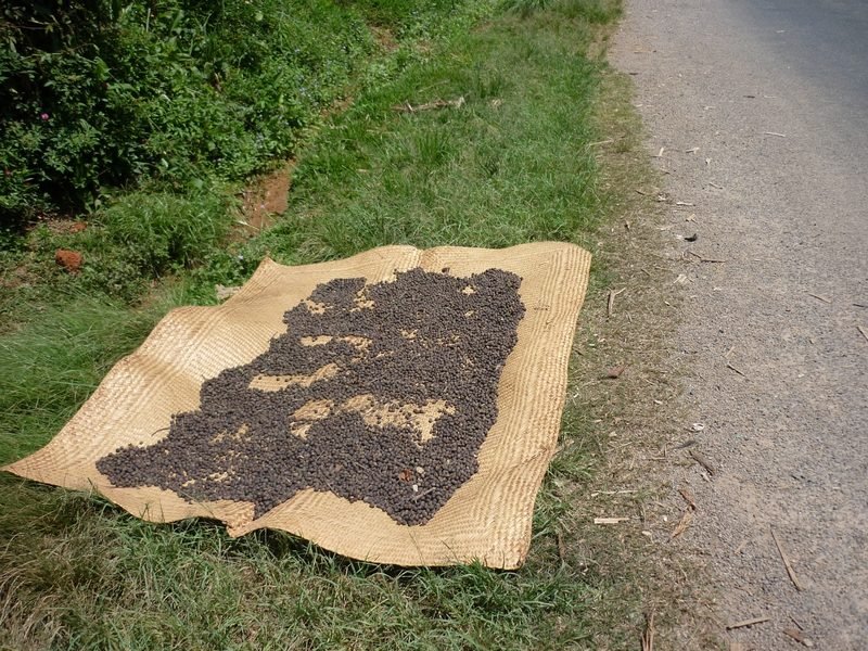 Grains mis à sécher sur une natte au bord de la route