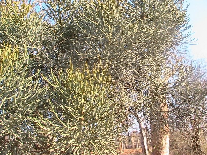 Buisson épineux caractéristique du sud de Madagascar