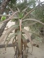 agrandir la photo 