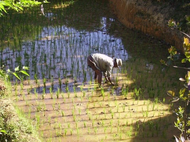 Planting rice