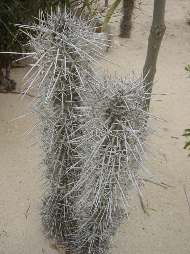 Cactus colonnaire couvert d'épines