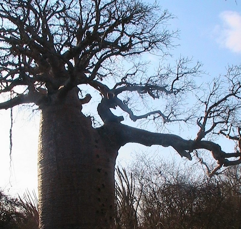 Un baobab isolé dans un paysage sec