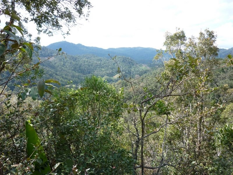 Forêt de montagne s'étendant jusqu'à l'horizon