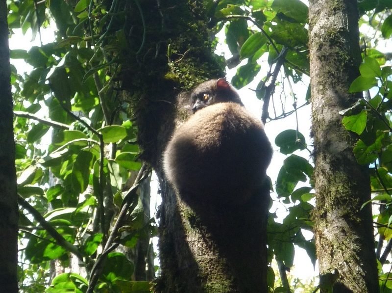 Un lémurien accroché à une branche dans la forêt