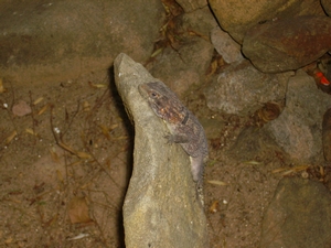 agrandir la photo 